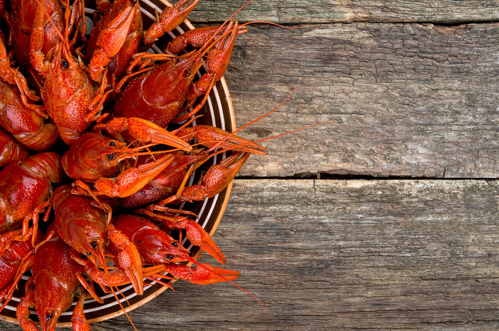 live-crawfish-crawfish-restaurants-critter-runner-boil-house