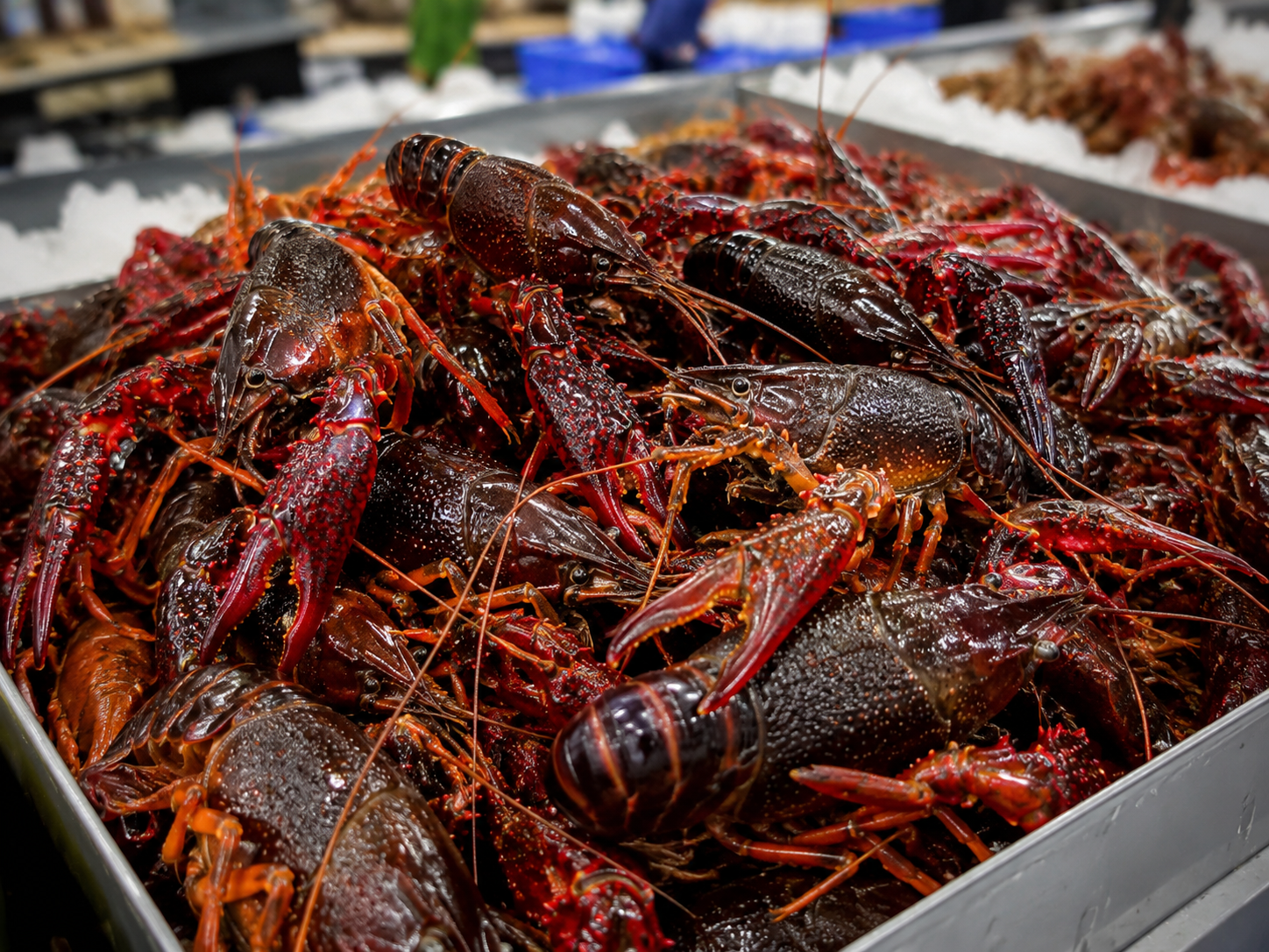 Live crawfish available today